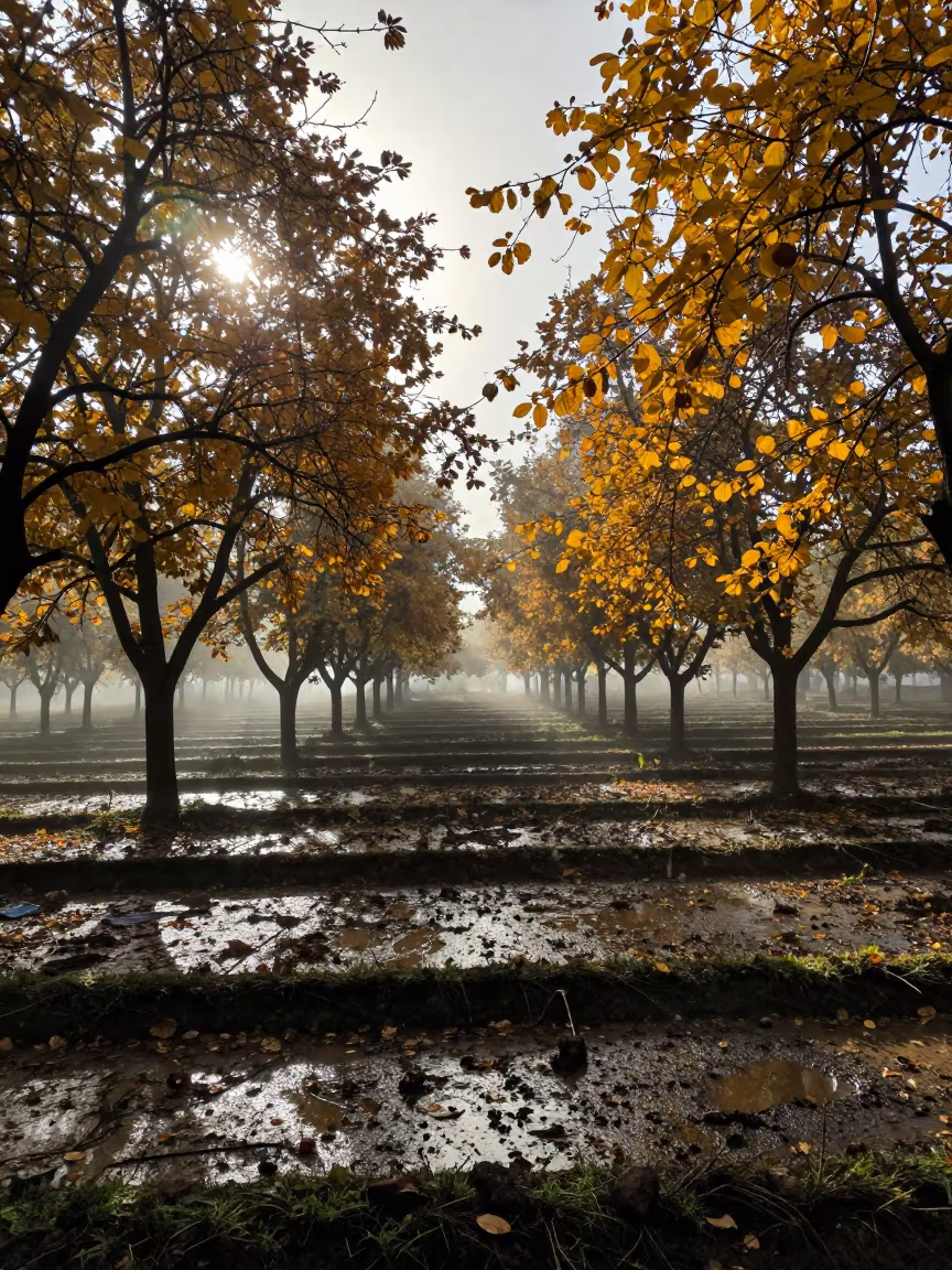 Silhouetted hazelnut trees in mist over rice terraces in among terraced rice paddies in Kismayo