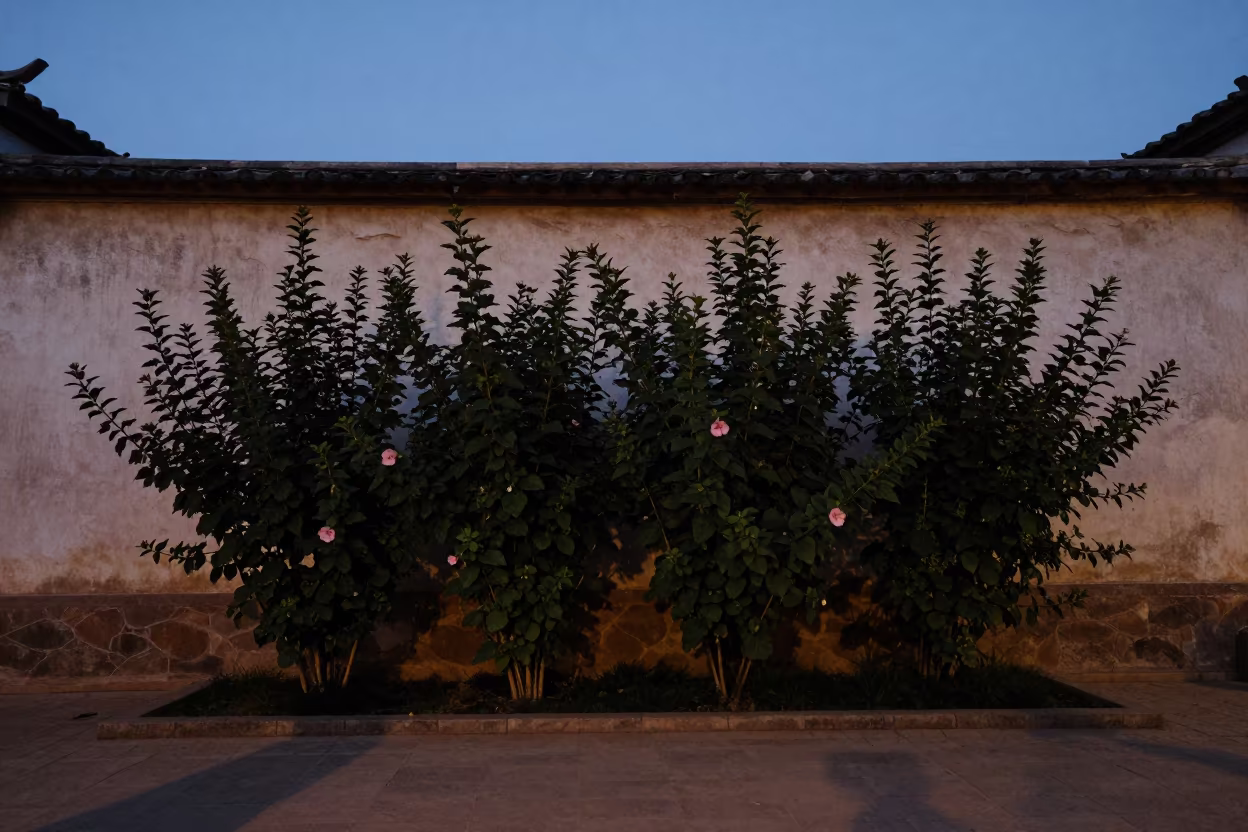 Silhouetted Hibiscus Hedge Along Yunnan Wall in in Yunnan