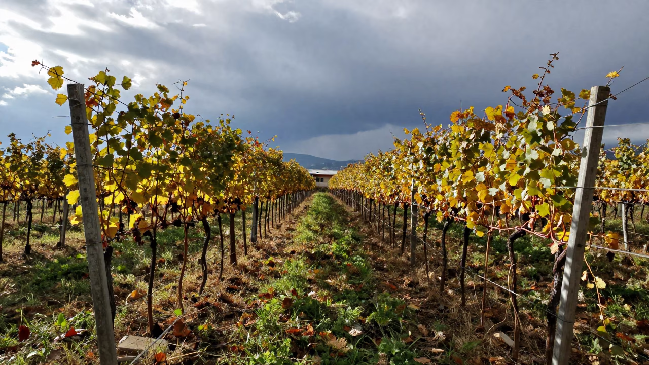 Silhouetted Hop Strings Rattle in Wind in between vineyard trellises near Skopje