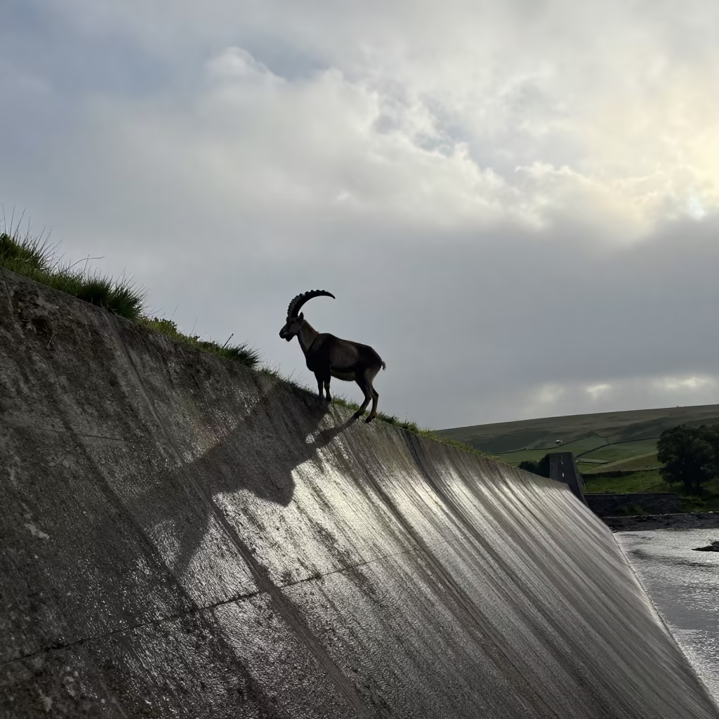 Silhouetted Ibex on Yorkshire Dam Wall in along a game trail in Yorkshire