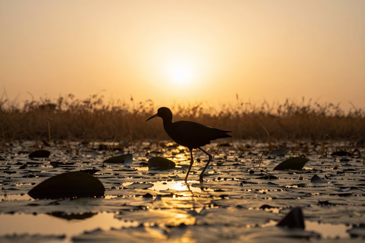 Silhouetted Jacana Walking Lily Pads Sunset Egypt in in a bloom-heavy meadow in Egypt
