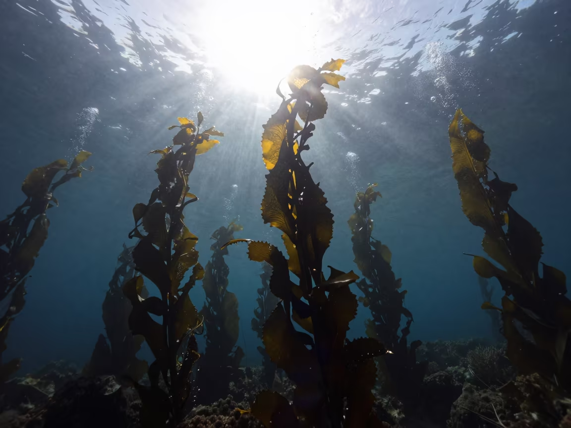 Silhouetted Kelp Forest Cathedral Under Noon Light in above a cold-water reef edge in Greece
