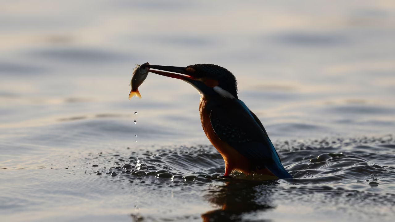 Silhouetted Kingfisher Snatching Fish After Storm in near Jalalabad