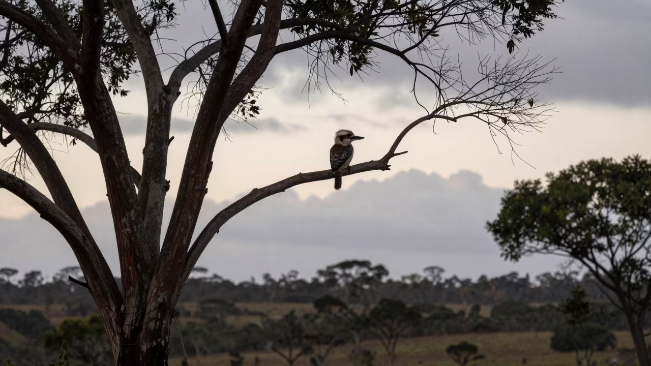 Silhouetted Kookaburra on Wind-Scoured Ridge in on a wind-scoured ridge near Madurai