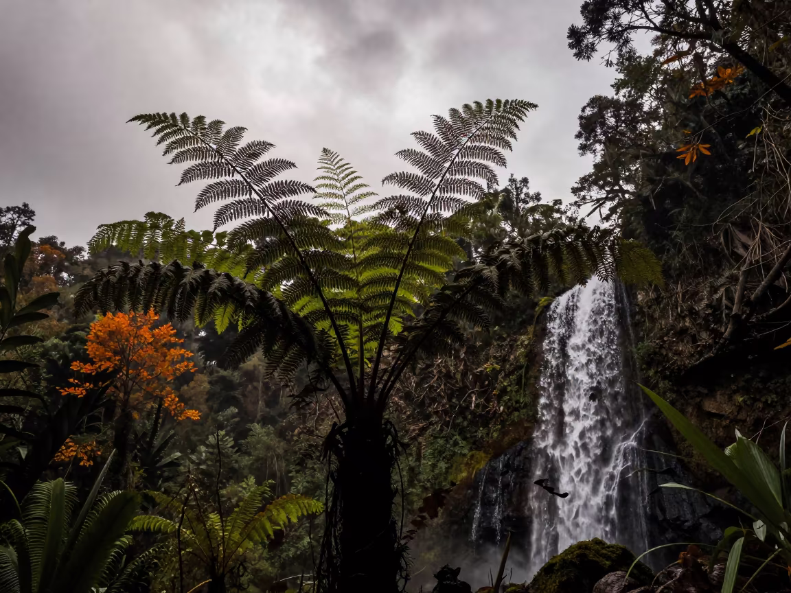 Silhouetted Maiden Hair Fern Against Waterfall in on a fern-lined forest floor in Ecuador
