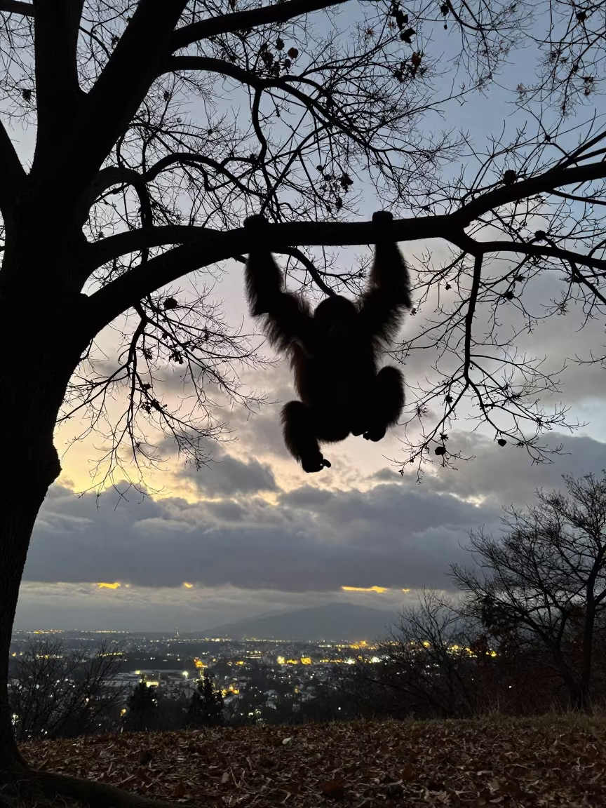 Silhouetted Orangutan in Albanian Canopy Winter in along a game trail in Albania