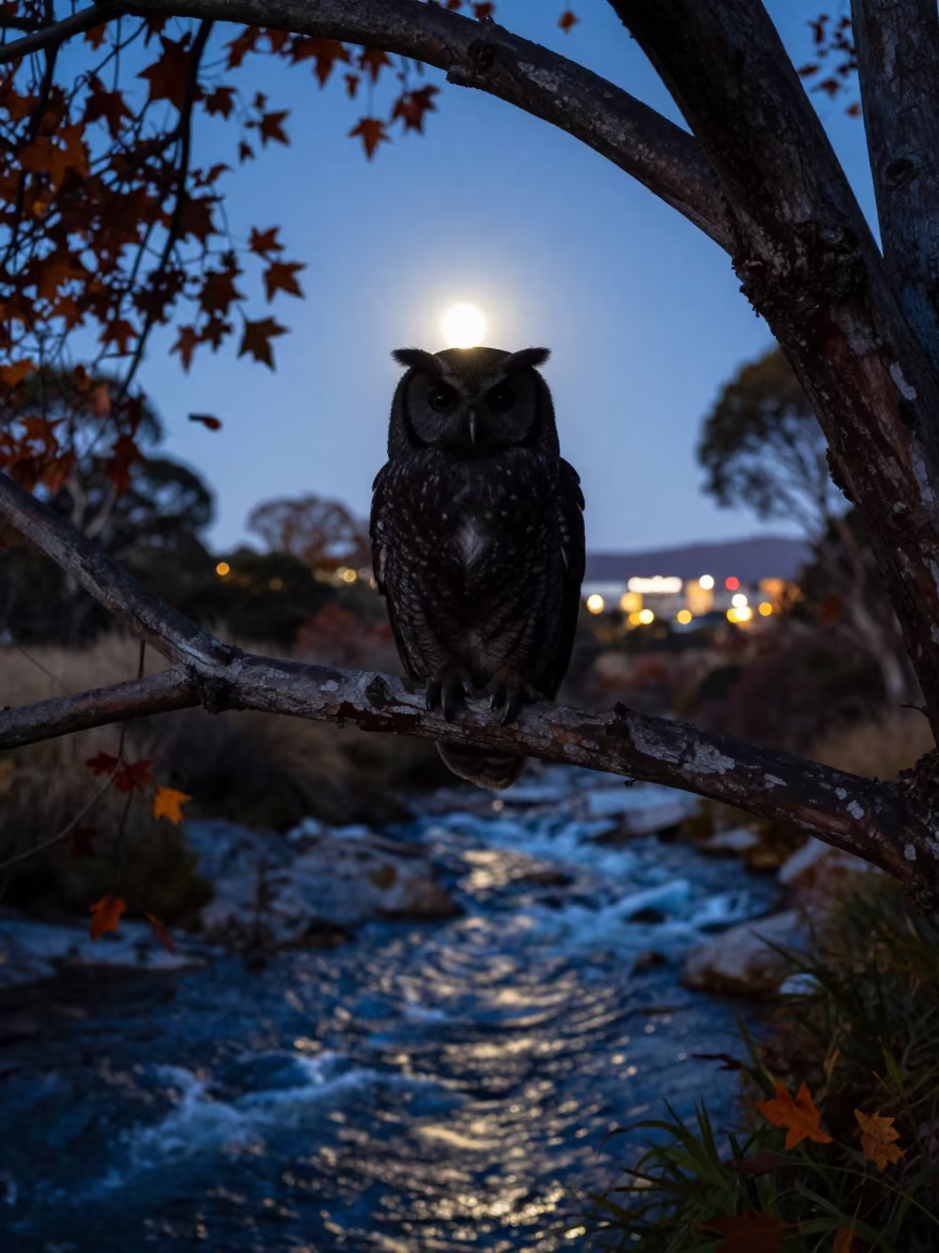 Silhouetted Owl Moon Glow Tasmania Autumn in above a glacial stream in Tasmania