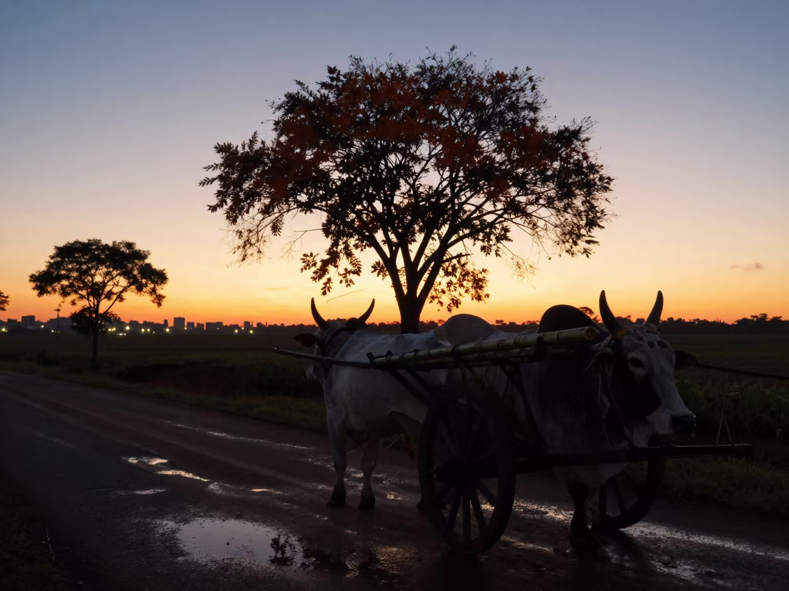 Silhouetted Ox Cart on Autumn Road Near Sao Paulo in near São Paulo