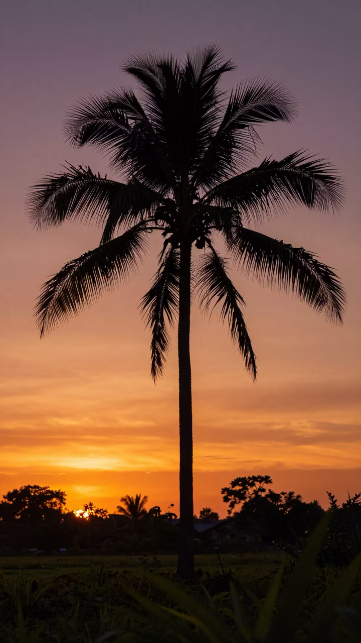 Silhouetted Palm Tree Against Indonesian Sunset in in Indonesia