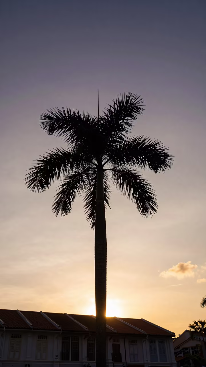 Silhouetted Palm Tree at Kampong Glam Sunset in near Kampong Glam, Singapore