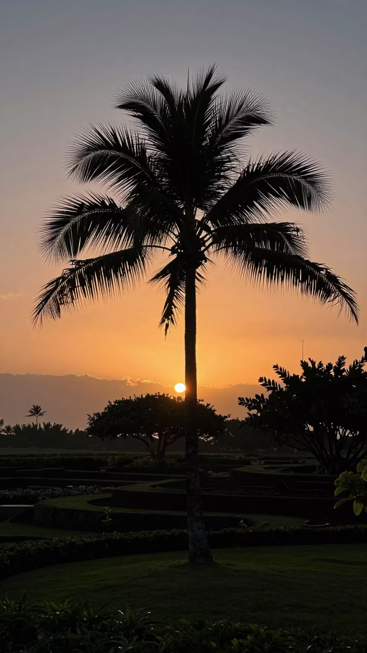 Silhouetted Palm Tree Sunset Hawaii Terraced Garden in among terraced garden plots in Hawaii