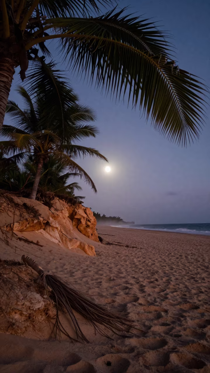 Silhouetted Palms on Cuban Desert Beach at Twilight in beneath a wind-cut desert escarpment in Cuba