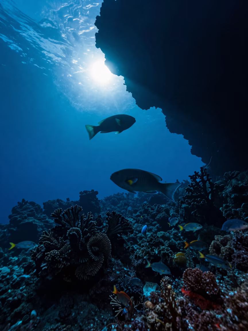 Silhouetted Parrotfish Grazing on Volcanic Reef in beside a volcanic reef overhang near Denpasar