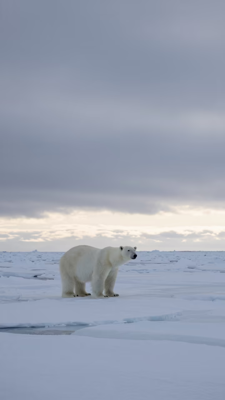 Silhouetted Polar Bear On Finnish Sea Ice in in Finland