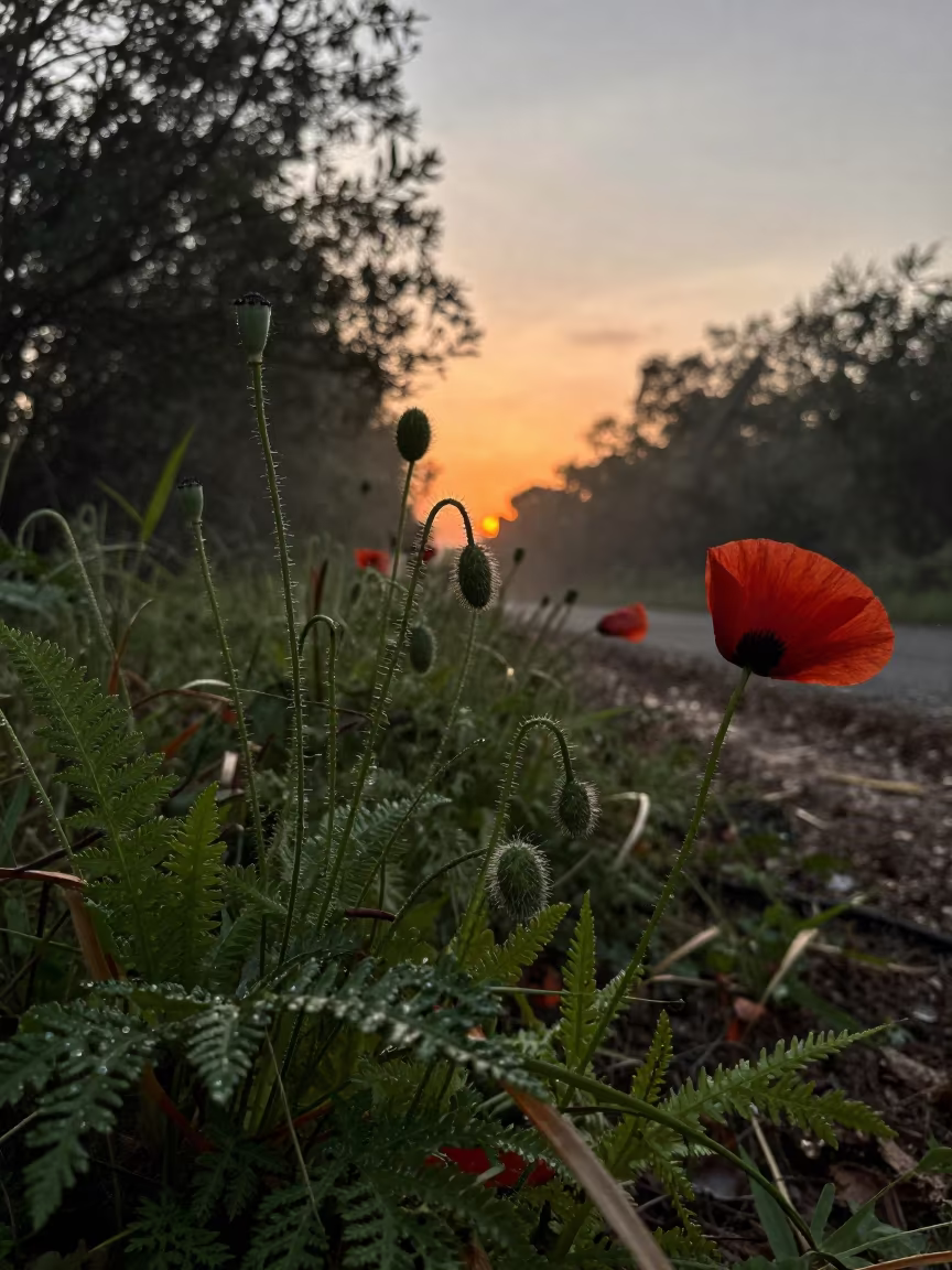 Silhouetted Poppies on Fern Forest Floor in on a fern-lined forest floor near Mbuji-Mayi