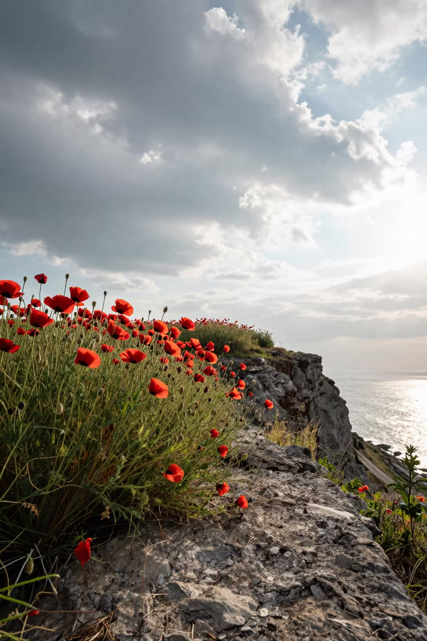 Silhouetted Poppies Swaying on Kaohsiung Cliff Edge in along a salt-sprayed cliff edge near Kaohsiung