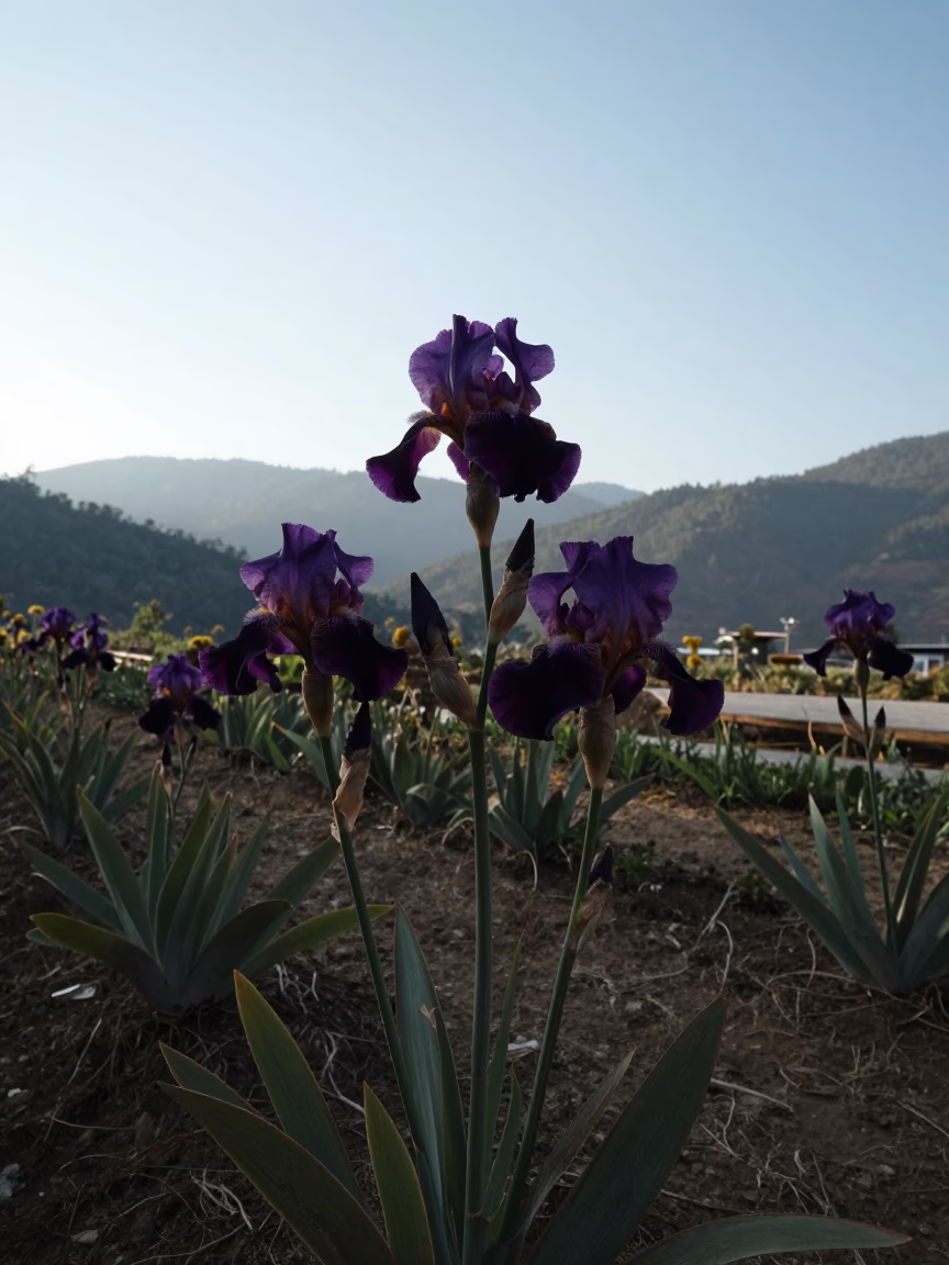 Silhouetted Purple Iris Against Bhutan Mountain Sky in in Bhutan