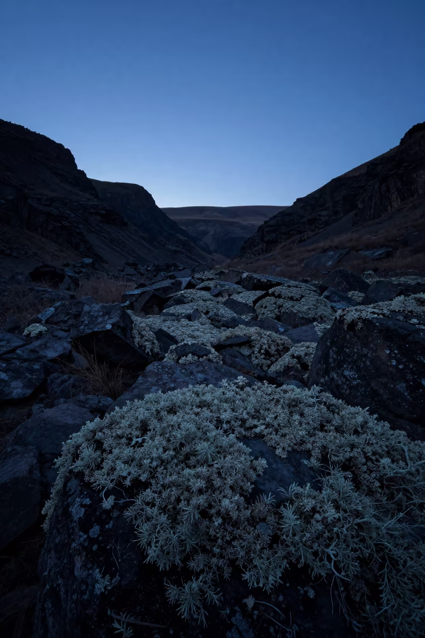 Silhouetted Reindeer Lichen on Armenian Tundra Rocks in across a wide valley floor in Armenia