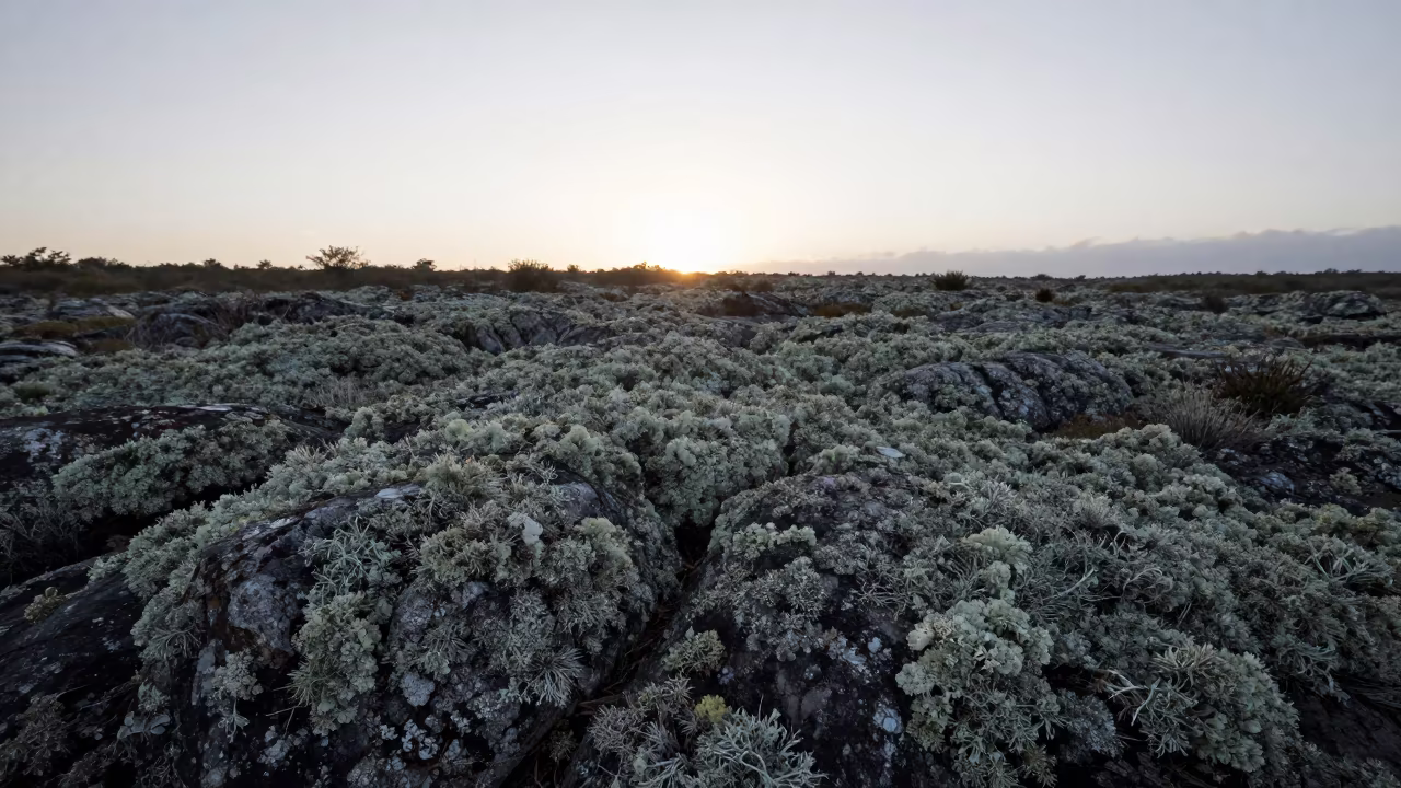 Silhouetted Reindeer Lichen on Ceará Tundra Rocks in in Ceará
