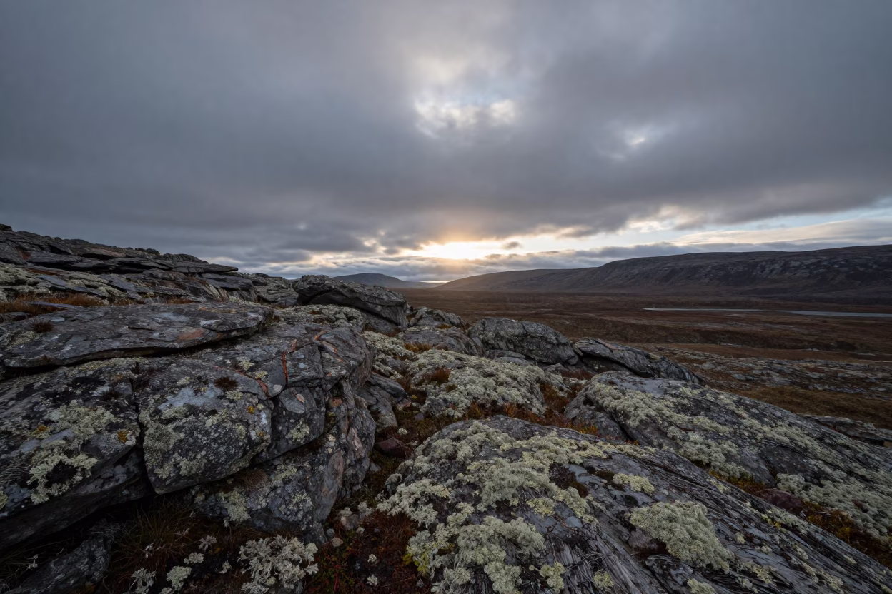 Silhouetted Reindeer Lichen on Tundra Rocks in across a wide valley floor near Freetown