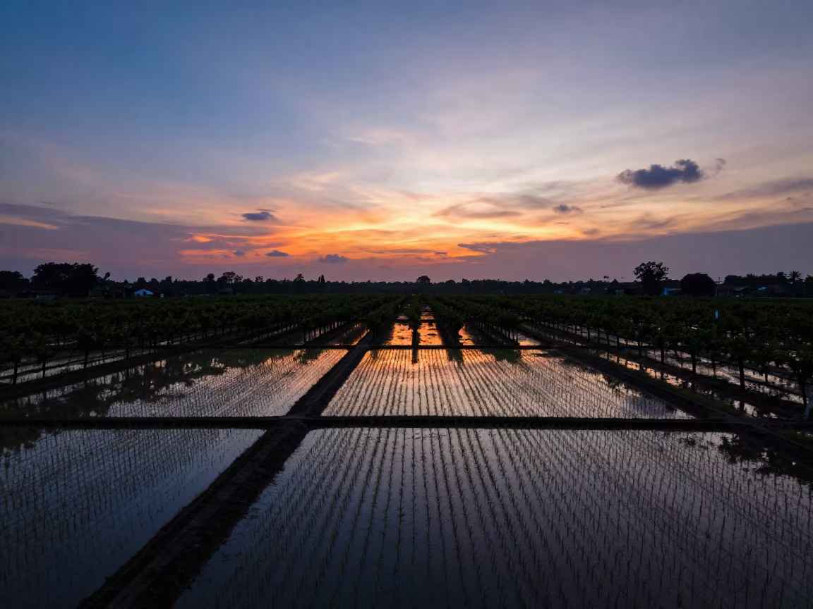 Silhouetted Rice Paddies Reflecting Sunset Clouds in between vineyard trellises in Jakarta