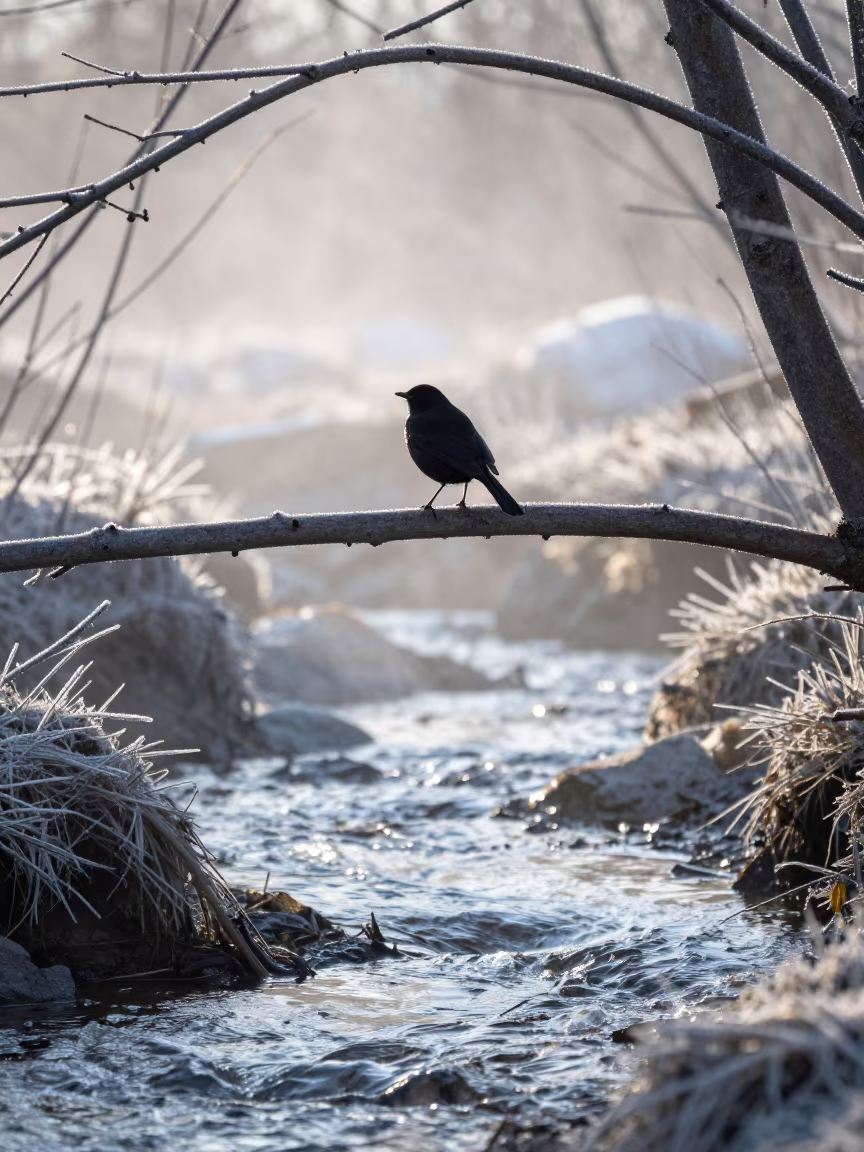 Silhouetted Robin on Frosty Branch at Dawn in above a glacial stream near Girga