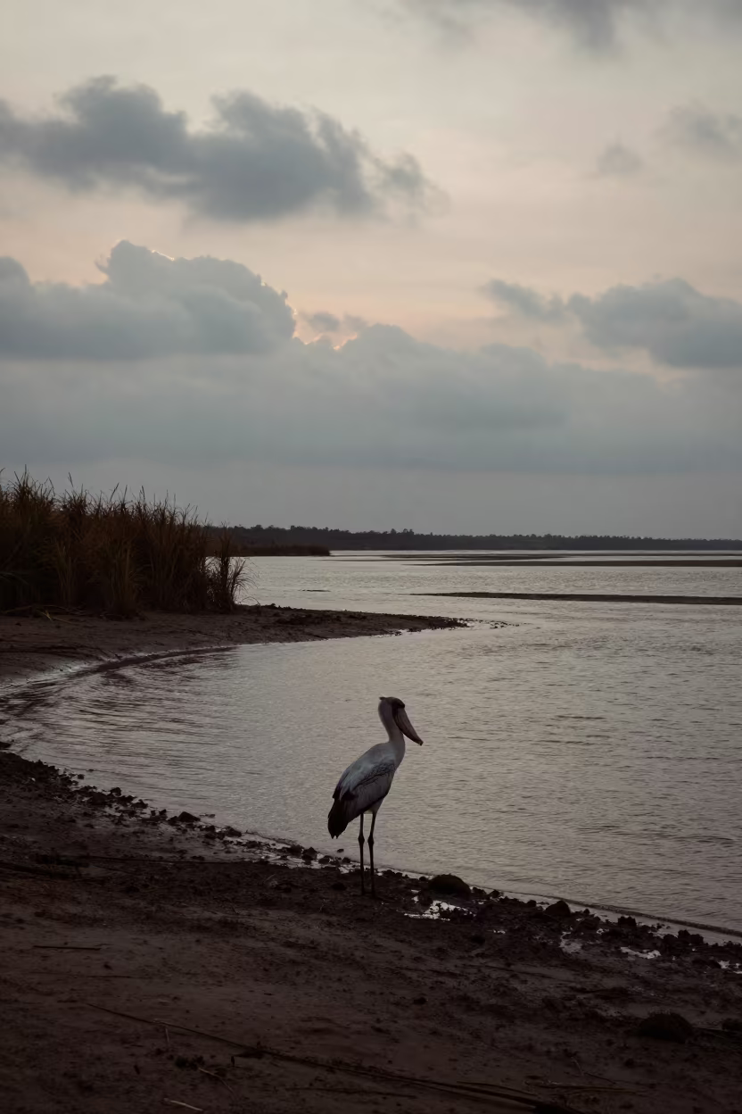 Silhouetted Shoebill Stork at Mangalore Twilight in beside a tidal inlet near Mangalore