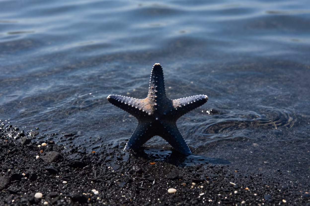 Silhouetted Starfish on Sardinian Volcanic Sand in beside a volcanic drop-off in Sardinia