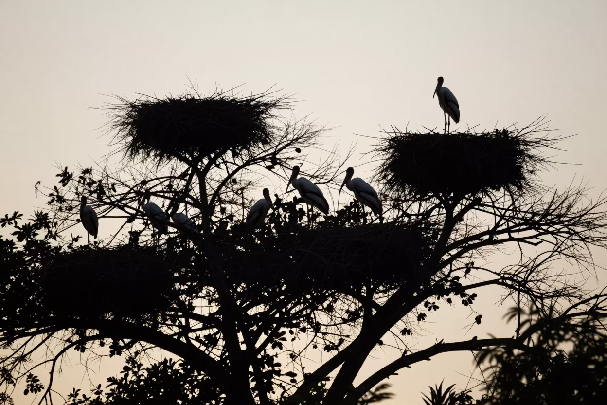 Silhouetted Storks Nesting Colony at Twilight in along a game trail near Mombasa