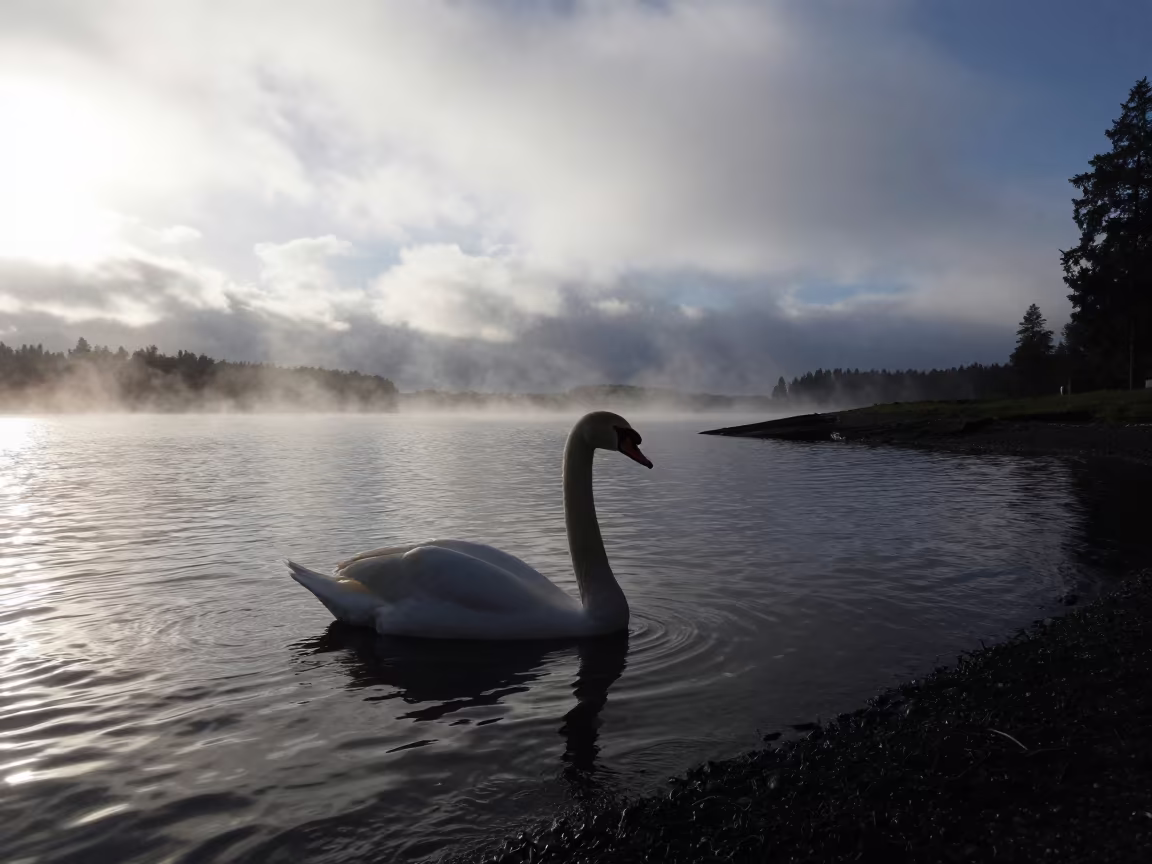 Silhouetted Swan Against Monsoon Light on Lake in beside a tidal inlet near Vantaa