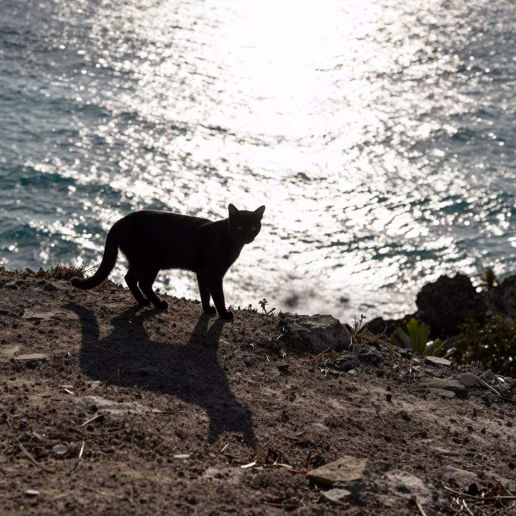 Silhouetted Tabby Cat on Wind-Scoured Ridge in on a wind-scoured ridge near Cancun