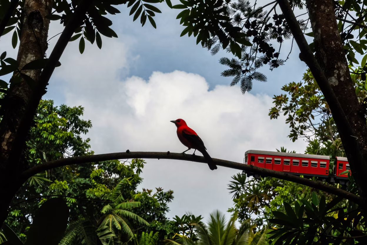 Silhouetted Tanager Amidst Monsoon Clouds in in Odisha