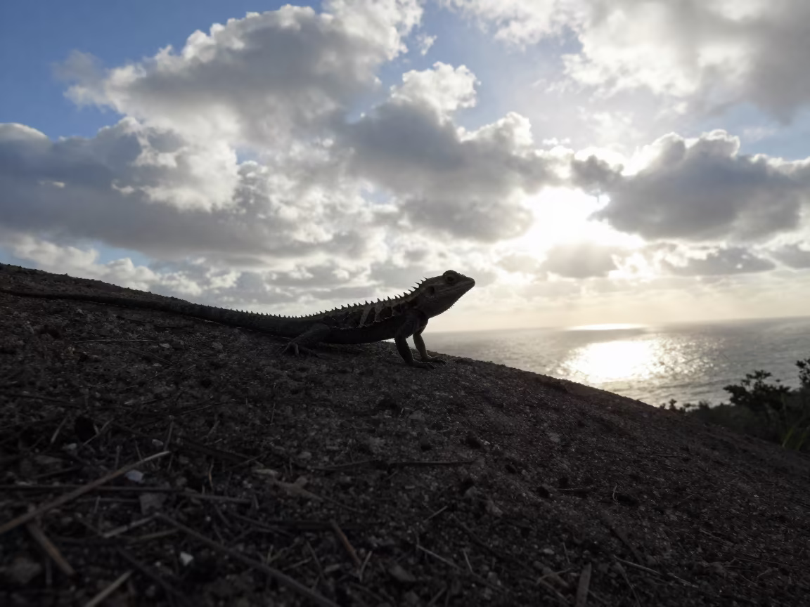 Silhouetted Thorny Devil on Wind-Scoured Ridge in on a wind-scoured ridge near San Jose Costa Rica