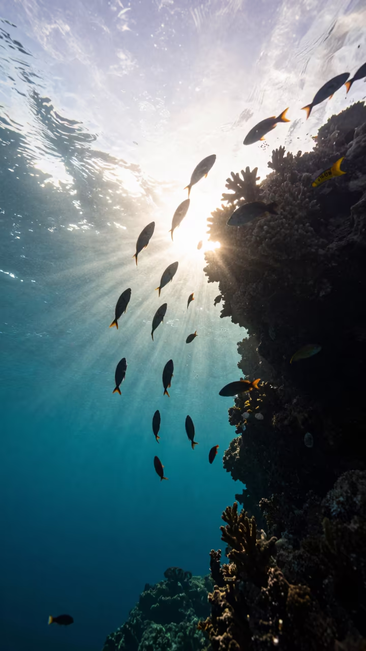 Silhouetted Tropical Fish Swirling Around Coral in Clear Reef Water in beside a reef crevice under clear water near Cairns