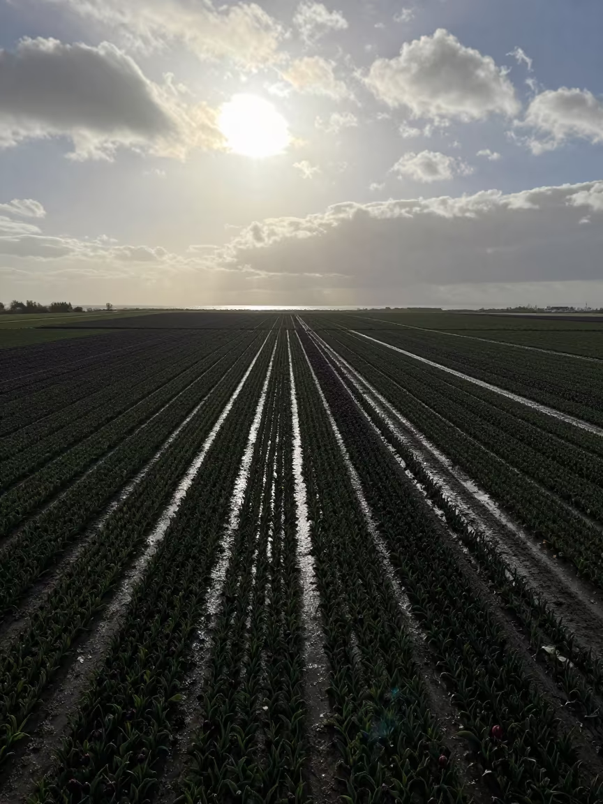 Silhouetted Tulip Fields After Spring Rain in in Lebanon