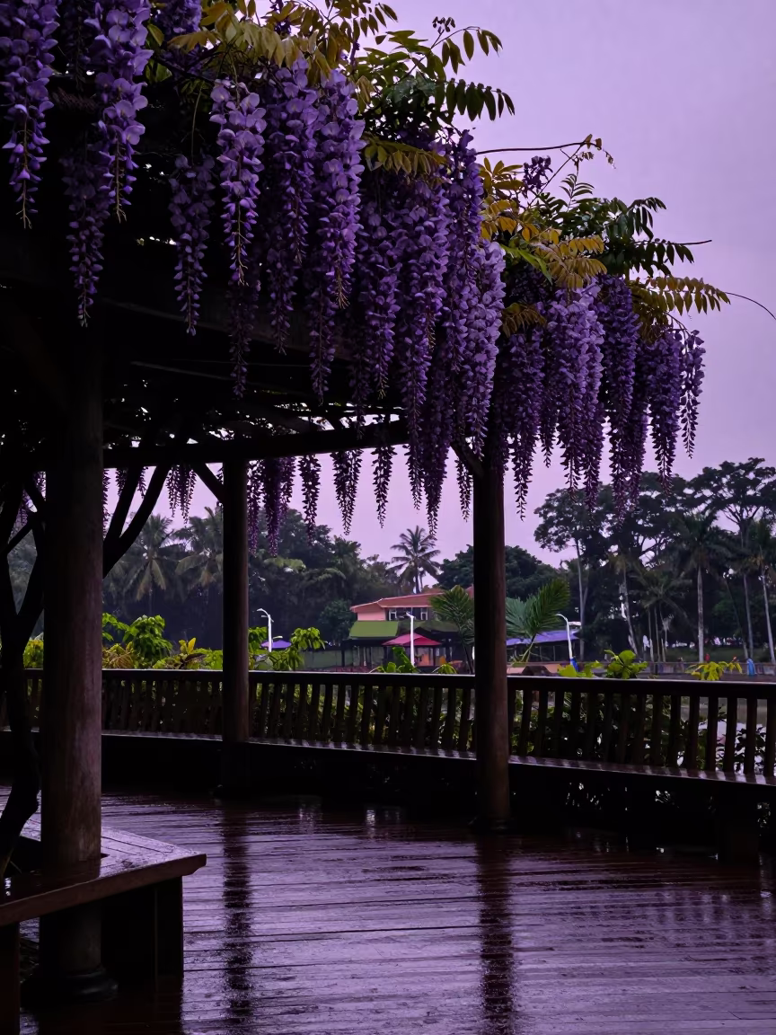 Silhouetted Wisteria Cascading Over Pergola at Twilight in near Singapore