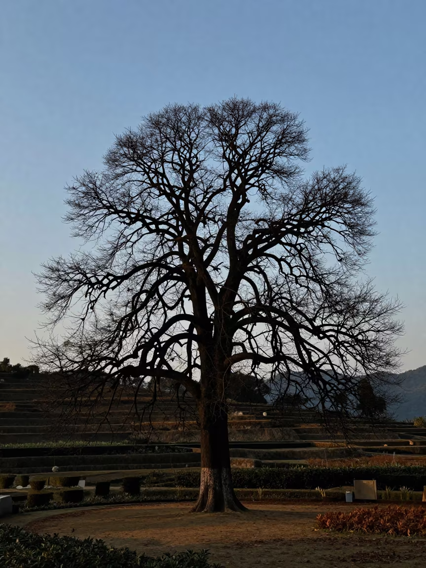 Silhouetted Yew Tree in Fuzhou Garden in among terraced garden plots near Fuzhou