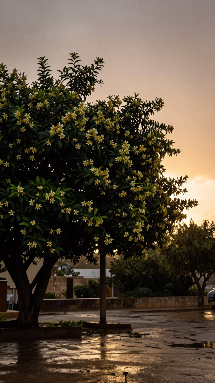 Silhouetted Ylang-Ylang Tree in Autumn Rain in near Ashdod