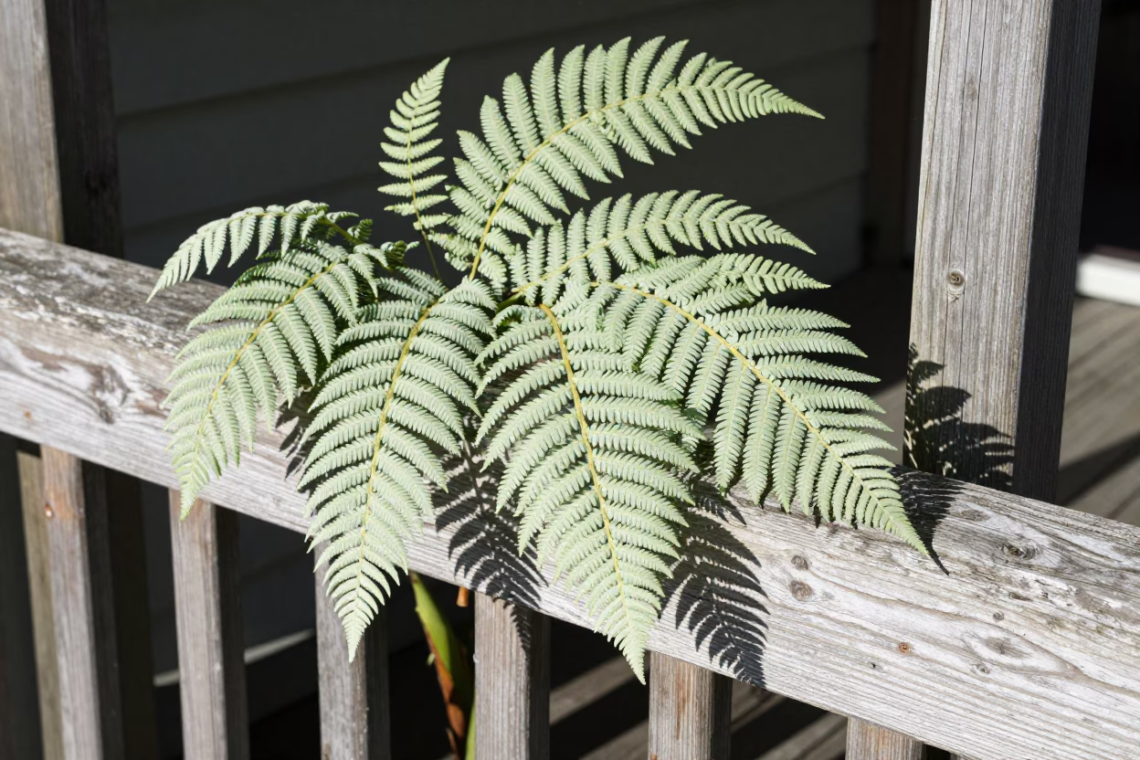 Silver Fern Fronds in Christchurch in in Christchurch, New Zealand