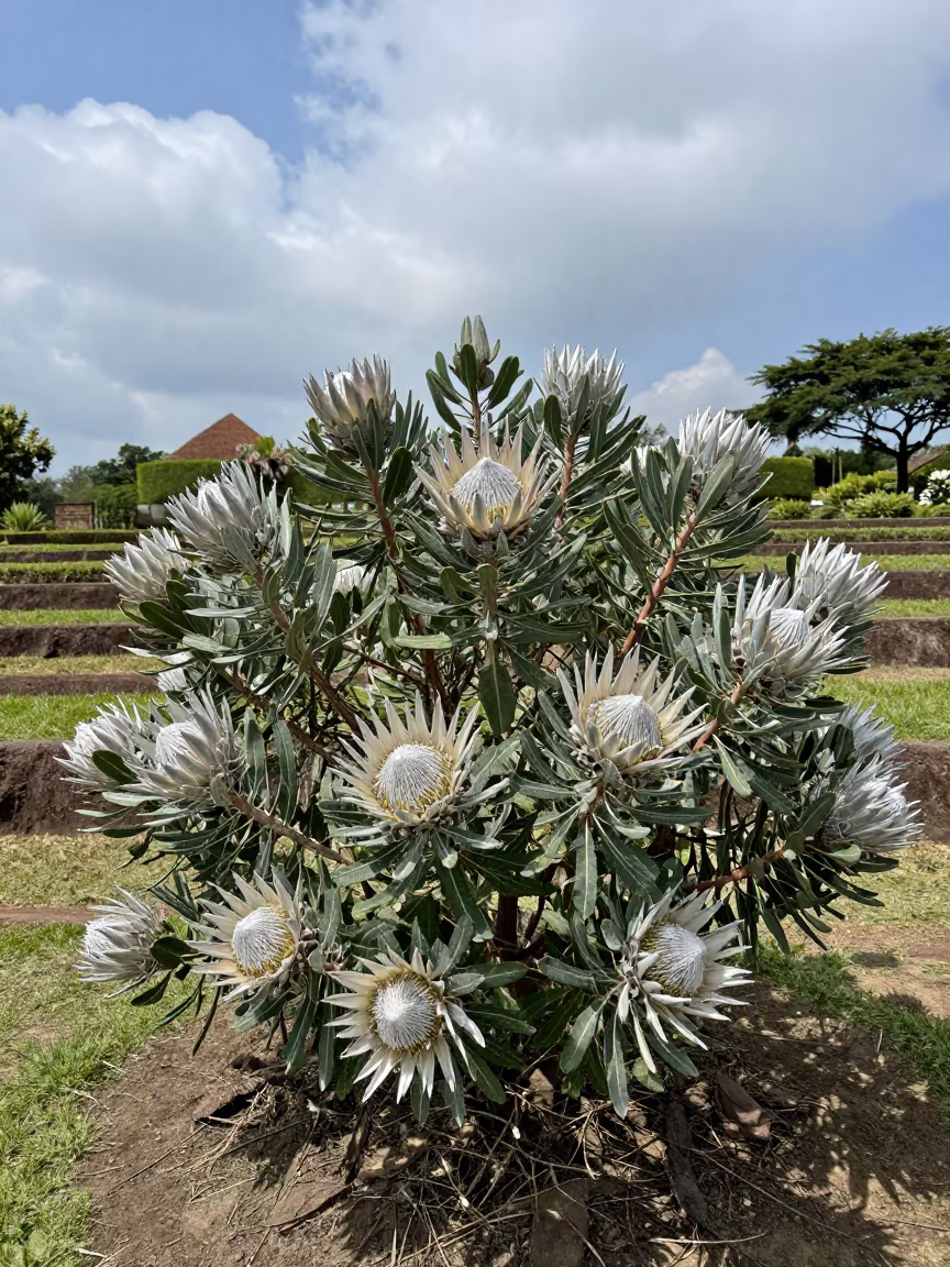 Silver King Protea Blooms in Semarang Terraced Garden in among terraced garden plots near Semarang