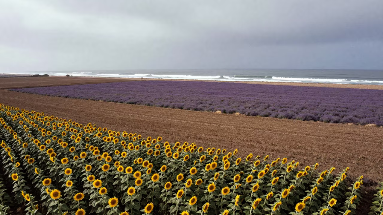 Silvery Winter Fields Above Portugal Coastline in far above surf-scalloped coastline in Portugal