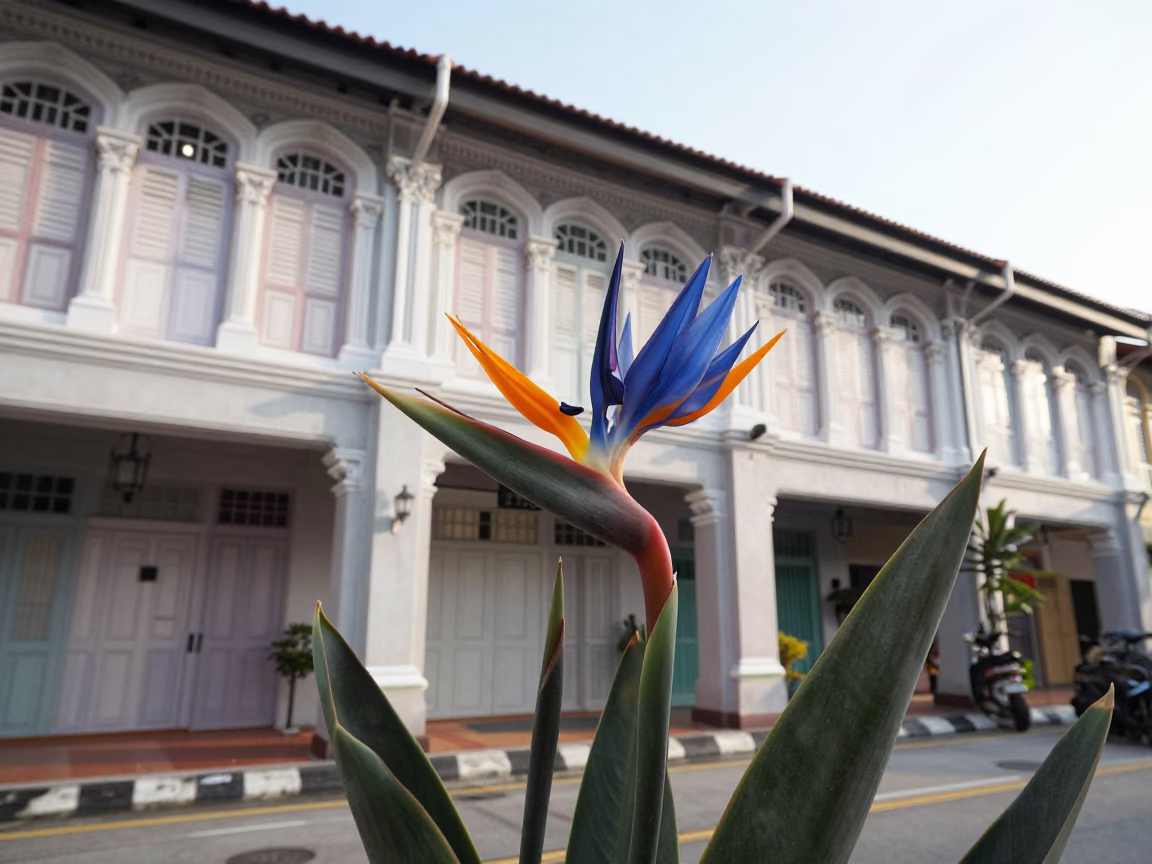 Singapore Paradise Flower at The Late Morning Light in in Singapore, Singapore