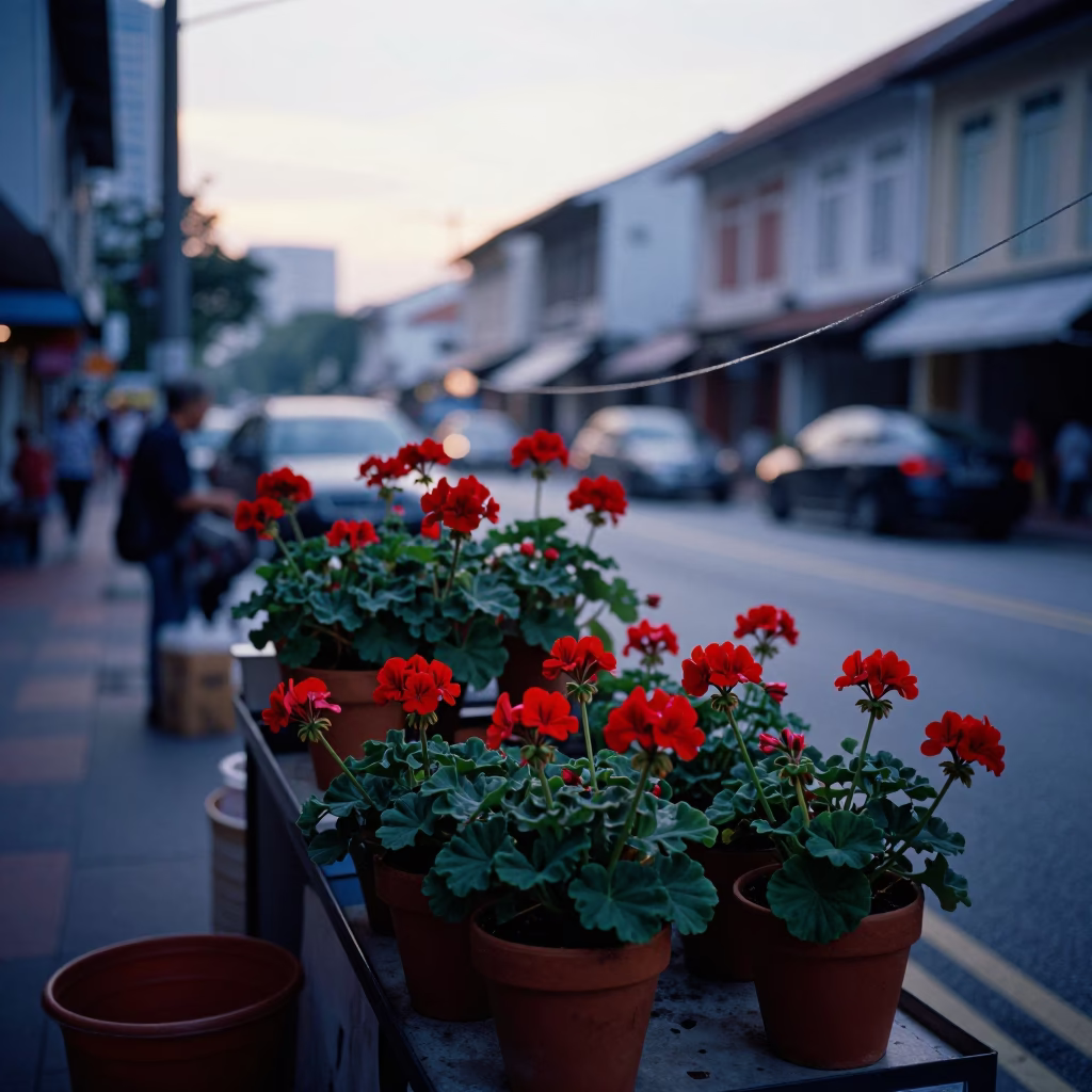 Singapore street scene before sunrise with geraniums and string lights in in Singapore, Singapore