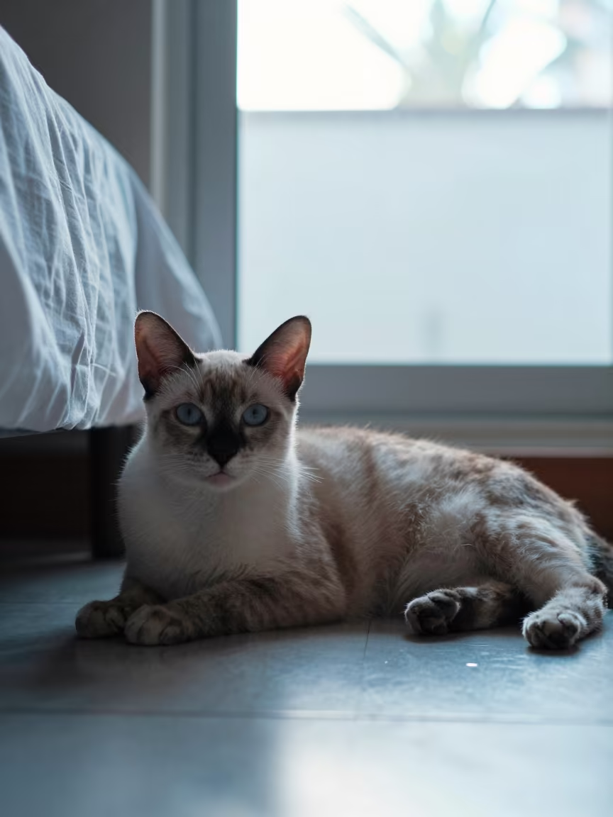 Singapura Cat Lounging in Mazatlan Dawn Light in on a bedspread near a bright window with calm indoor light near Mazatlan