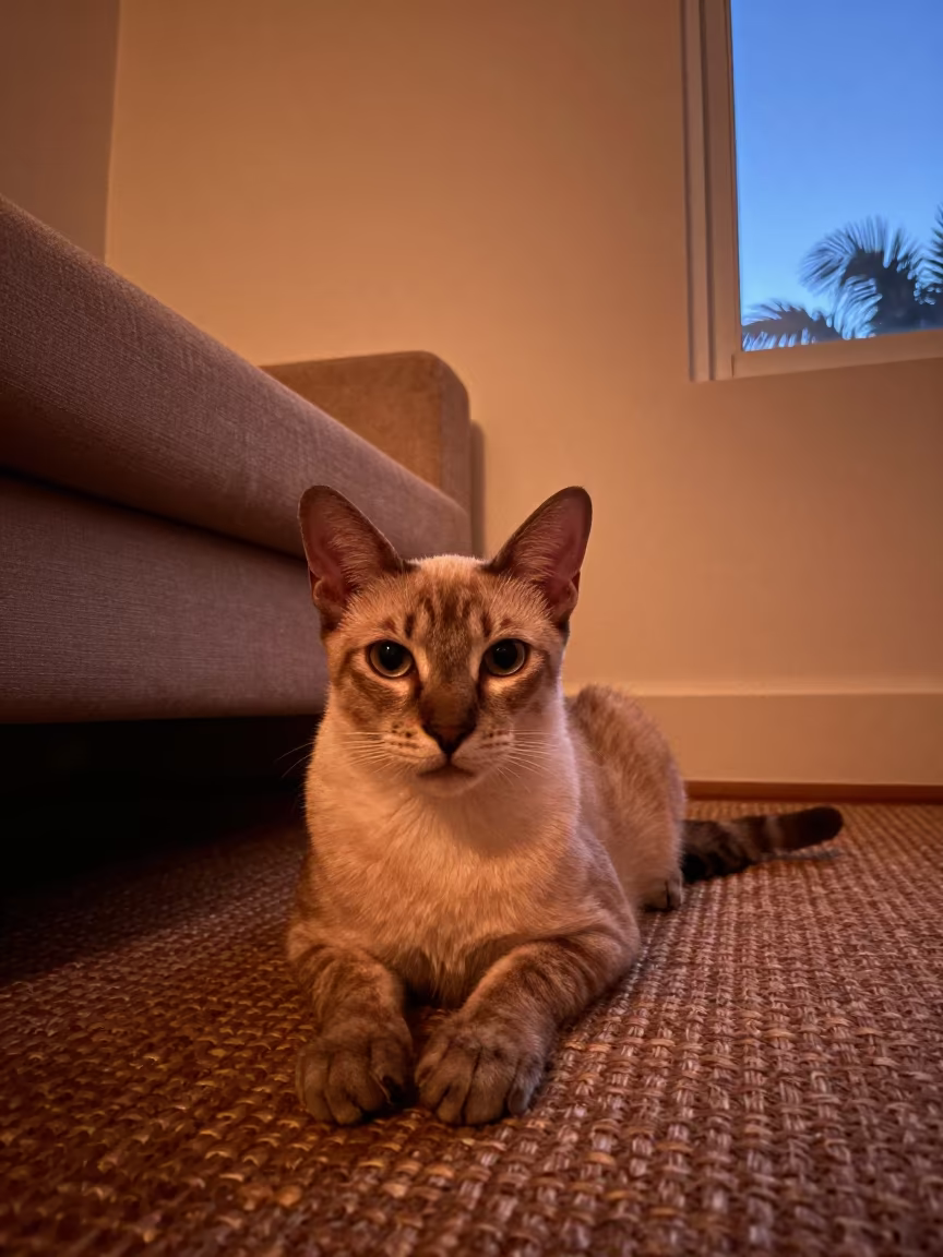 Singapura Cat Lounging on Woven Rug in Miami Light in on a woven rug beside a low couch and an uncluttered wall in Coral Gables, Miami