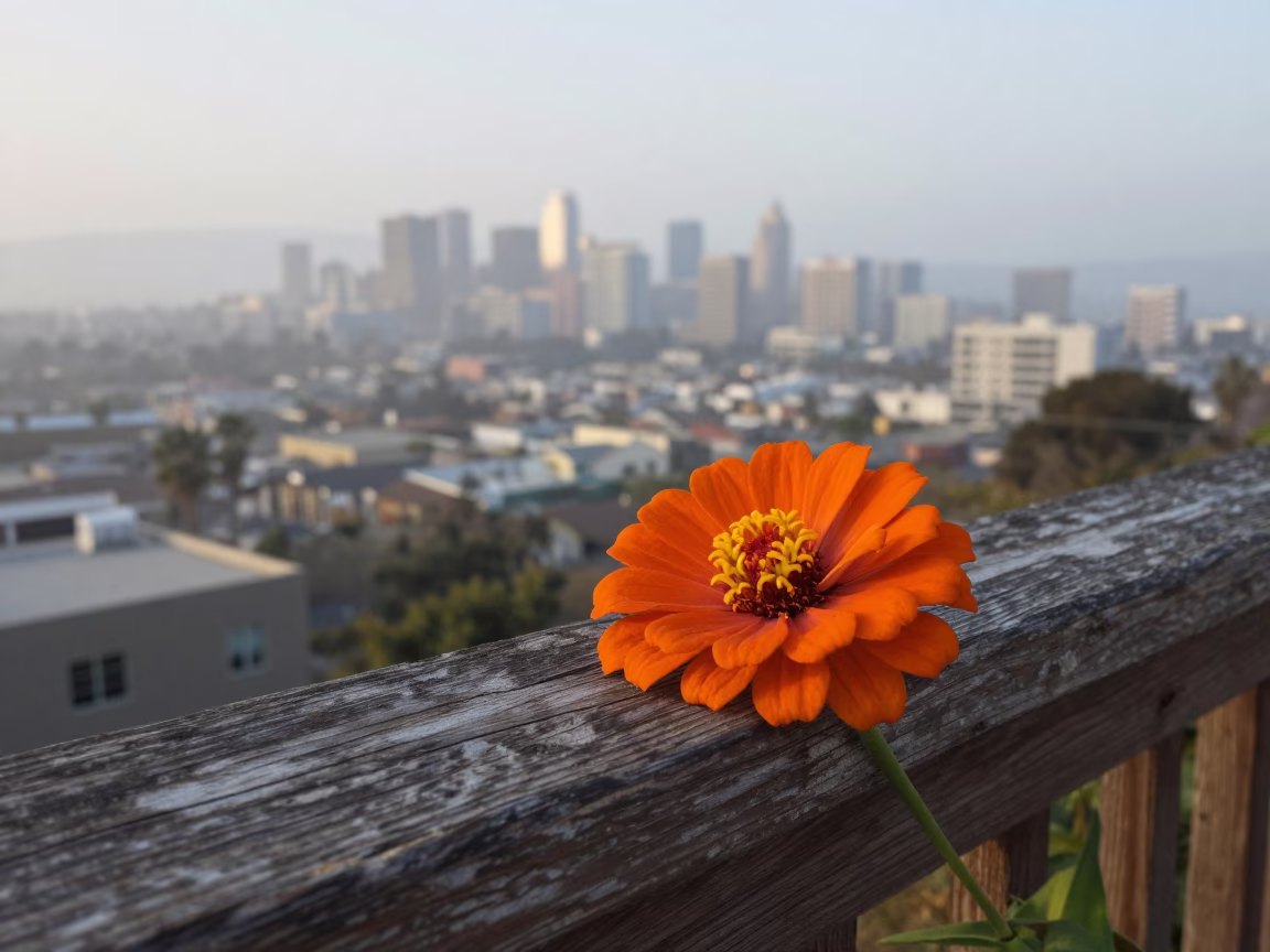 Single Orange Zinnia in Los Angeles in in Los Angeles, United States