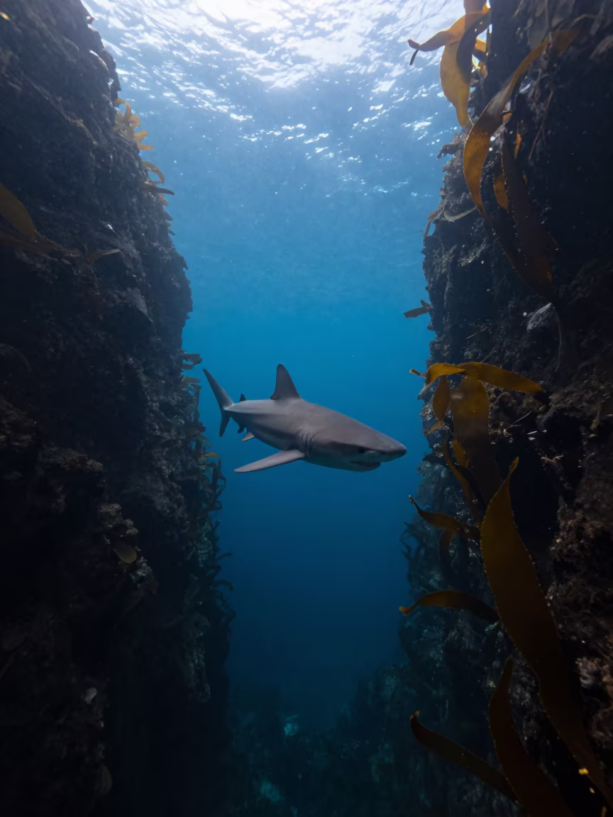 Sixgill Shark in Queensland Kelp Canyon in along a kelp-fringed shelf in Queensland