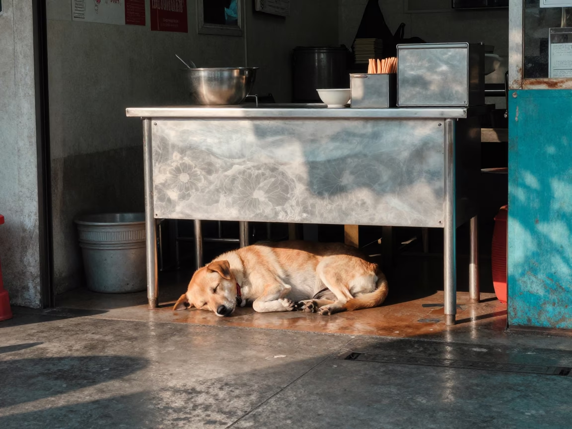 Sleeping Dog in Bangkok in in Bangkok, Thailand