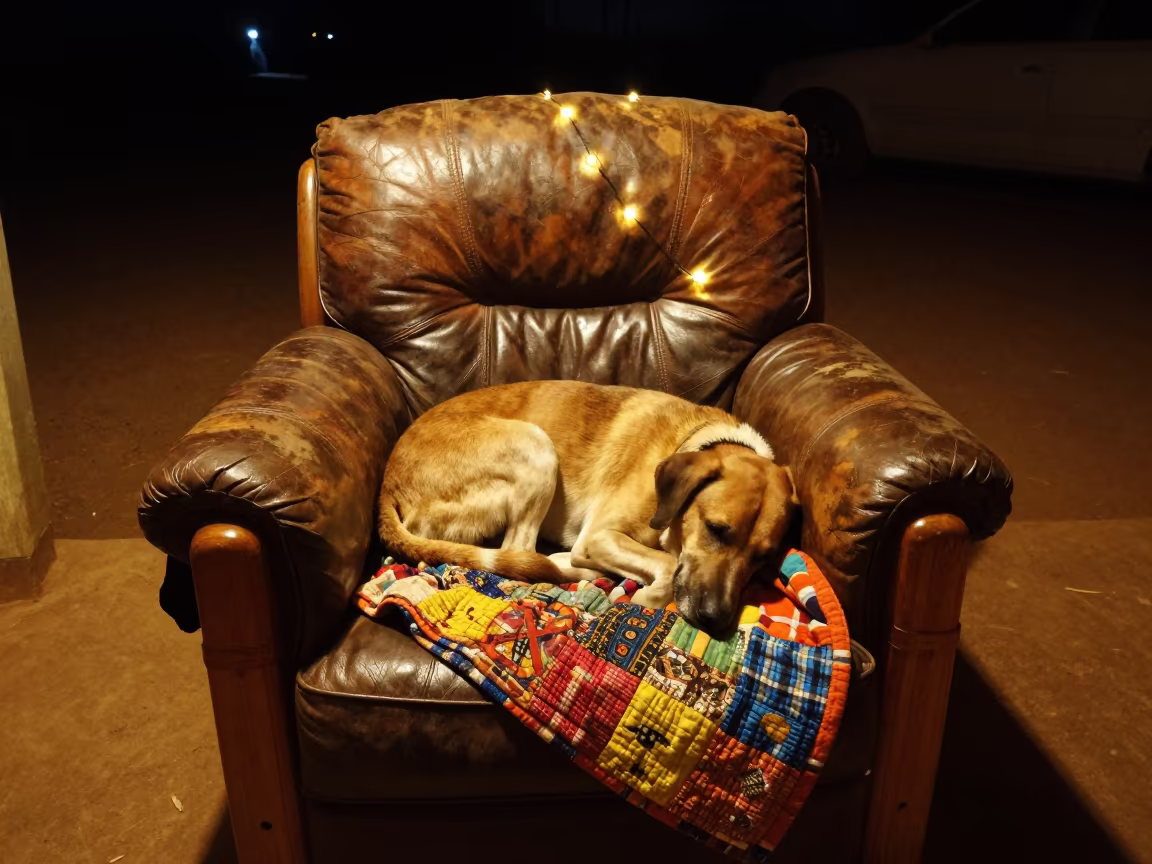 Sleeping Hound on Quilted Leather Chair at Night in on a worn leather armchair in Bobo-Dioulasso