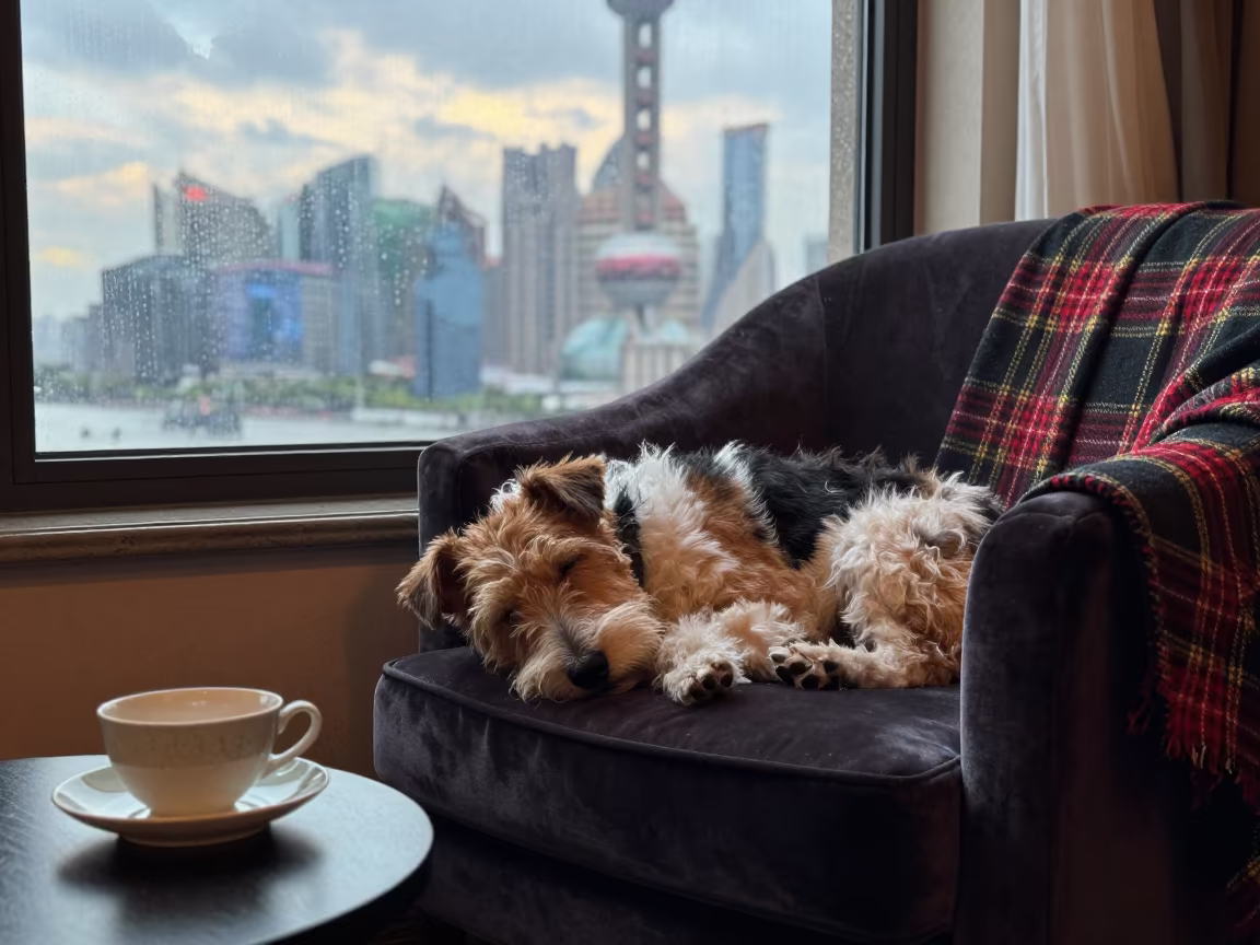 Sleeping Terrier on Tartan Throw in Shanghai Window Light in beside a rain-streaked window in Shanghai